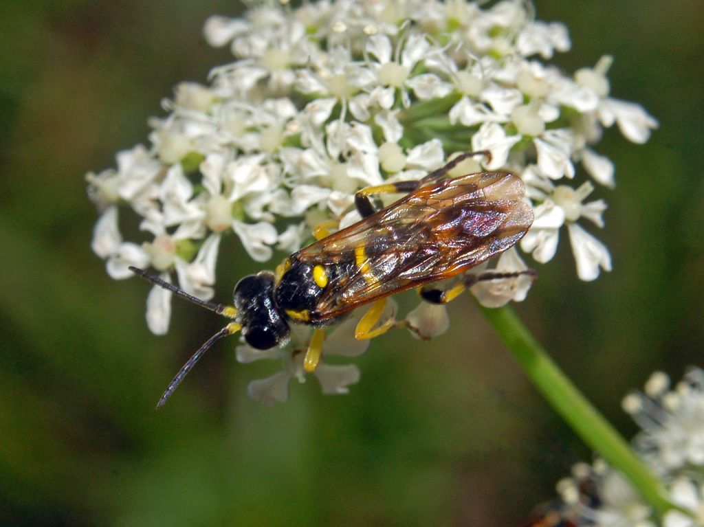 Un imenottero senza nome: probabile Tenthredo zonula